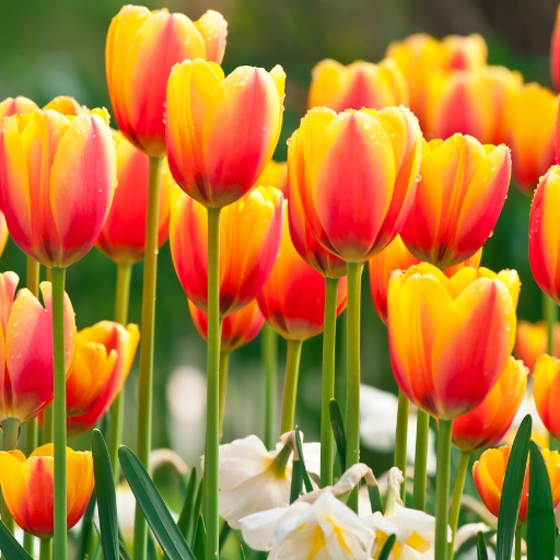 Queen Wilhelmina Tulip (Tulipa cultivar)