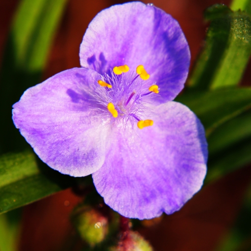 Spiderwort (Tradescantia virginiana)