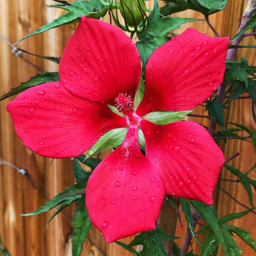 Texas Star Hibiscus (Hibiscus coccineus)