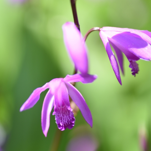 Urn Orchid (Bletilla striata – hardy ground orchid)
