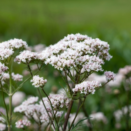 Valeriana celtica (Mountain Valerian)