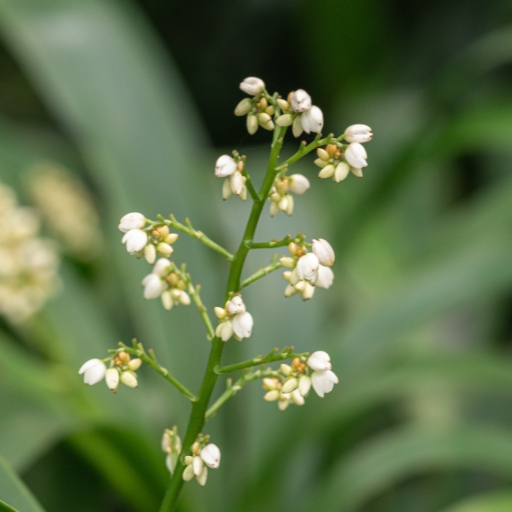 Xiphidium (Xiphidium caeruleum – marsh-loving tropical plant with small flowers)