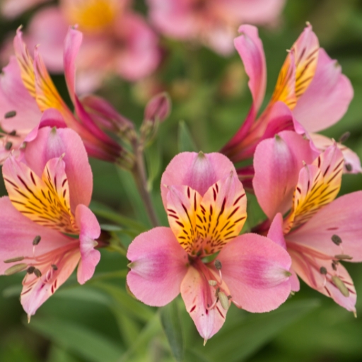 Alstroemeria (Peruvian Lily)