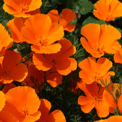 California Poppy