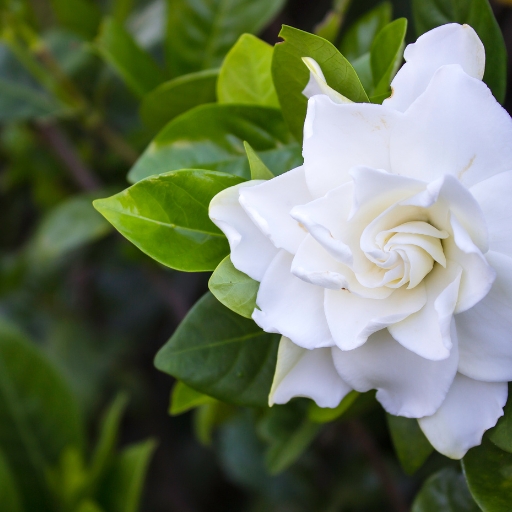 Gardenia (Gardenia jasminoides)