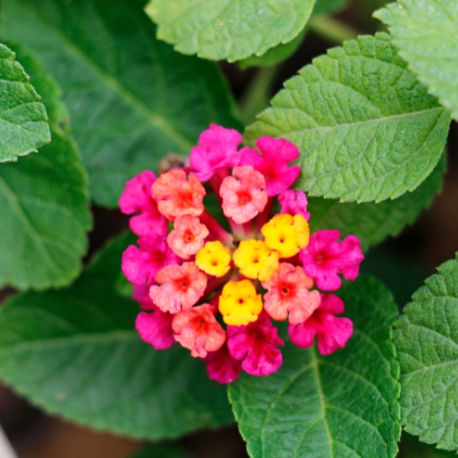 Lantana (Lantana camara)