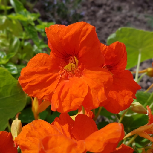 Nasturtium (Tropaeolum majus)