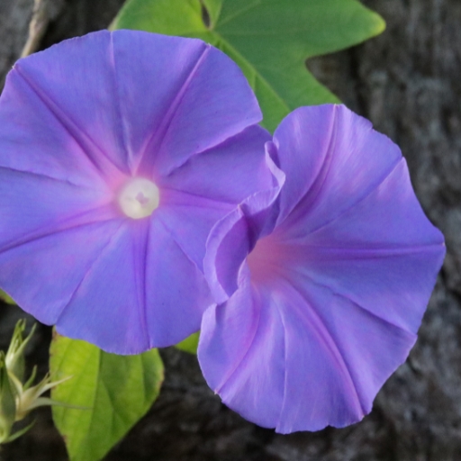 Ocean Blue Morning Glory (Ipomoea indica)
