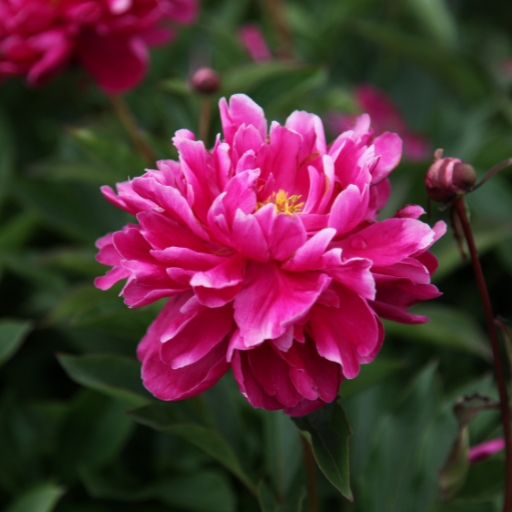 Peony (Paeonia spp.)