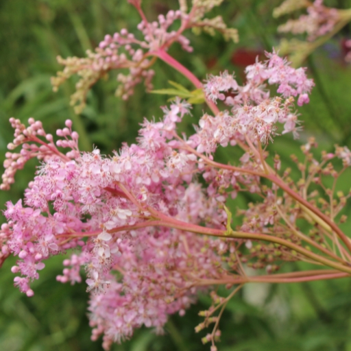 Queen of the Prairie (Filipendula rubra)