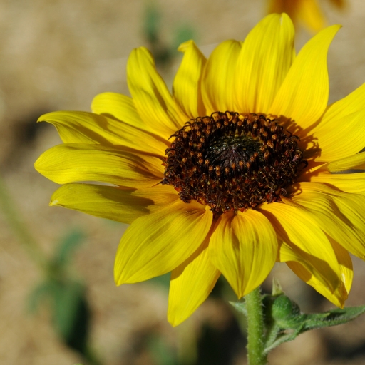 Sunflower (Helianthus annuus)