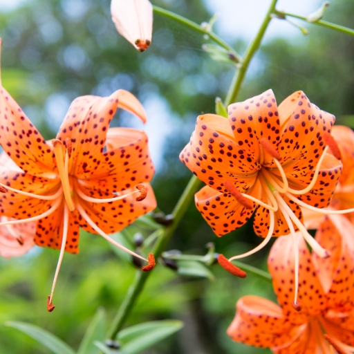 Tiger Lily (Lilium lancifolium)
