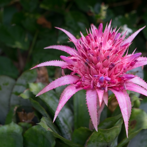 Urn Plant (Aechmea fasciata – a bromeliad with showy pink flowers)