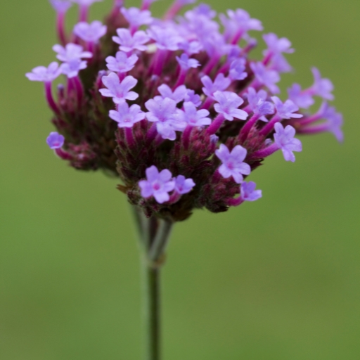 Verbena (Verbena bonariensis, Verbena rigida, etc.)
