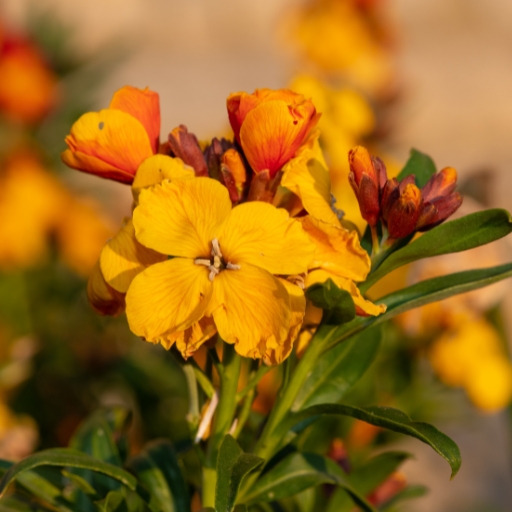 Wallflower (Erysimum cheiri)