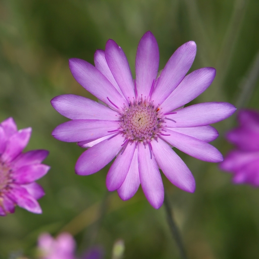 Xeranthemum (Xeranthemum annuum – Immortelle or Everlasting Flower)