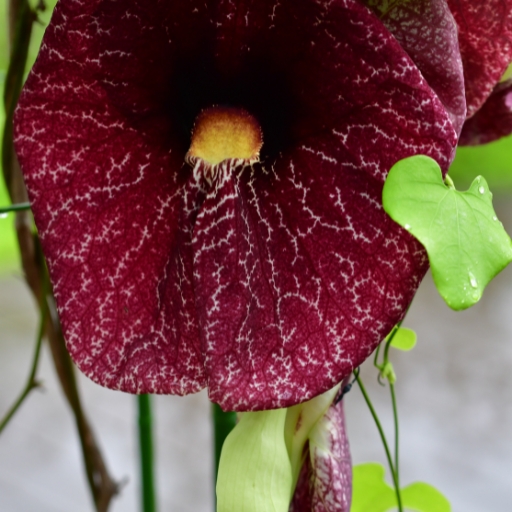 Aristolochia (Dutchman’s Pipe)