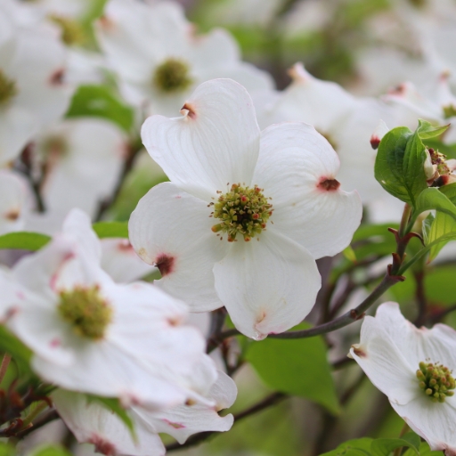 Dogwood (Cornus florida – flowering variety)