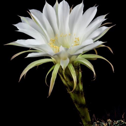 Epiphyllum (Epiphyllum spp. – Orchid Cactus)