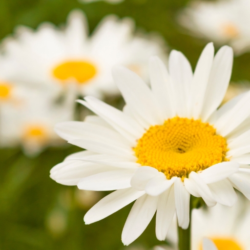 Leucanthemum (Leucanthemum vulgare – Shasta Daisy)