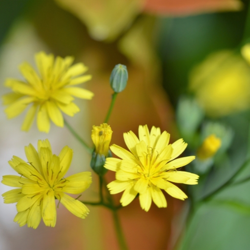 Nipplewort (Lapsana communis)