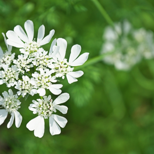 Orlaya (Orlaya grandiflora – White Lace Flower)