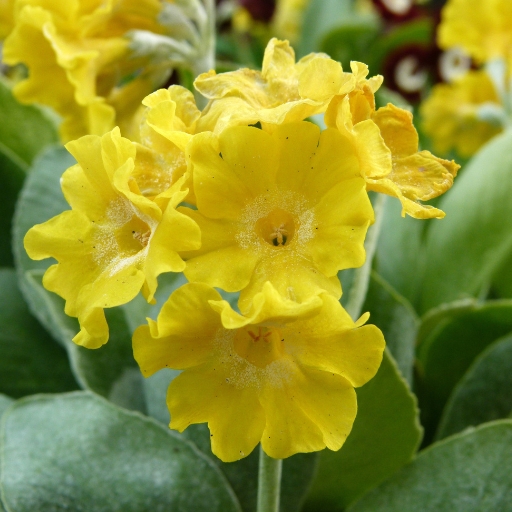 Polyanthus (Primula × polyantha)