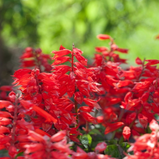Scarlet Sage (Salvia coccinea)