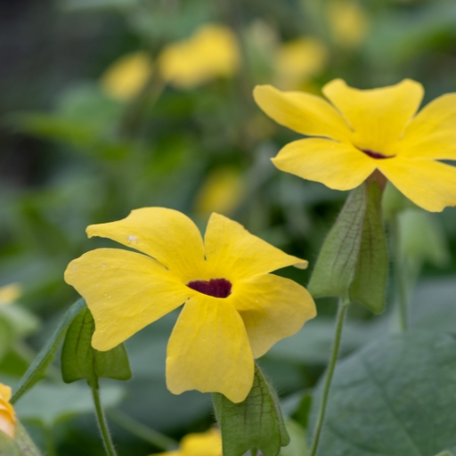 Thunbergia (Thunbergia alata – Black-eyed Susan Vine)