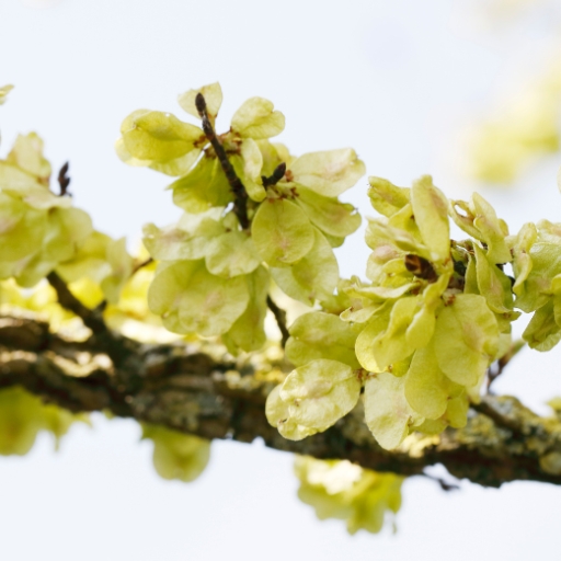 Ulmus Americana Bloom (American Elmβs small spring flower clusters)