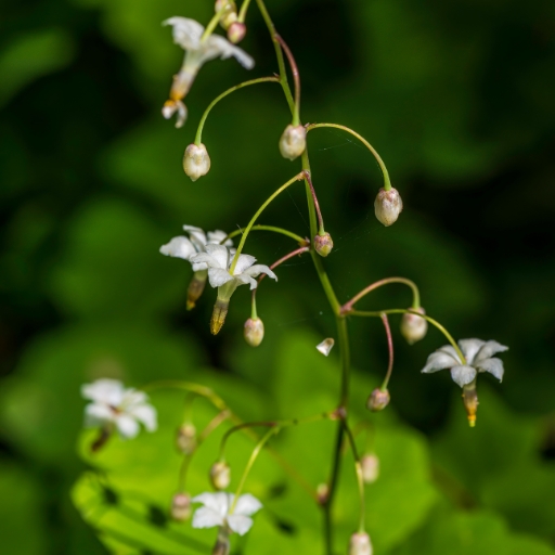 Vancouveria (Vancouveria hexandra – Inside-Out Flower)