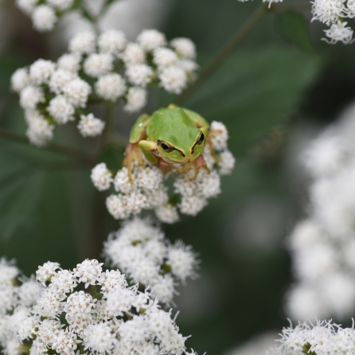 White Snakeroot (Ageratina altissima)