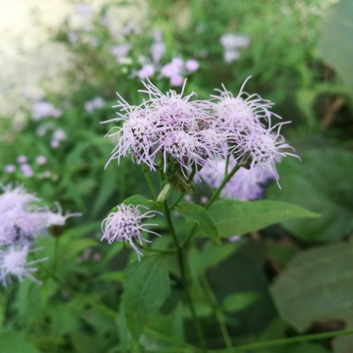 Ageratina (Mistflower)