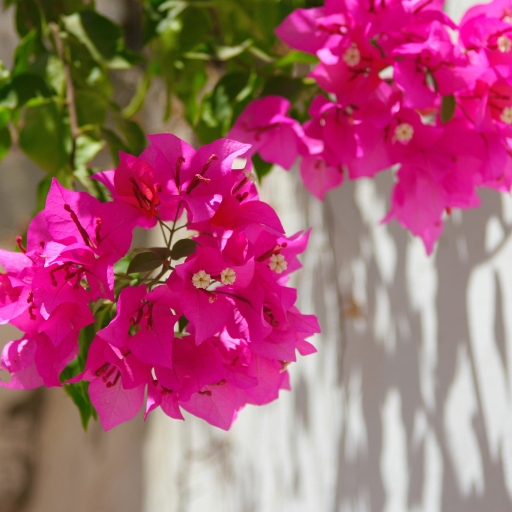 Bougainvillea