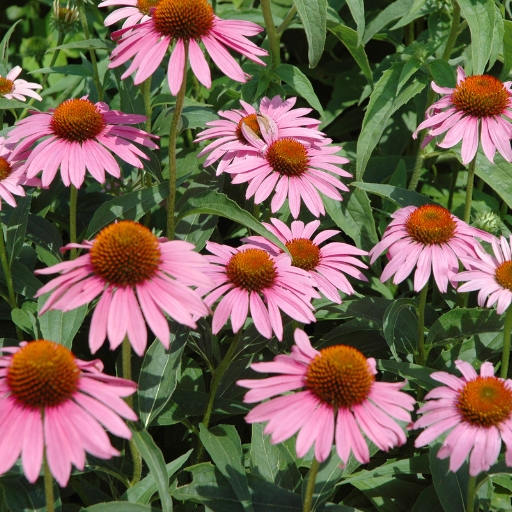 Coneflower (Echinacea)