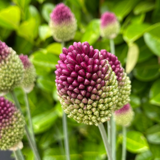 Drumstick Allium (Allium sphaerocephalon)