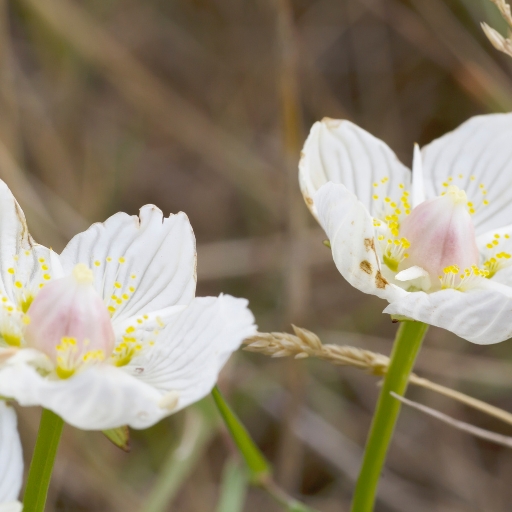 Grass of Parnassus (Parnassia spp.)