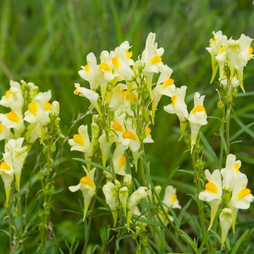 Linaria (Linaria vulgaris – Toadflax)