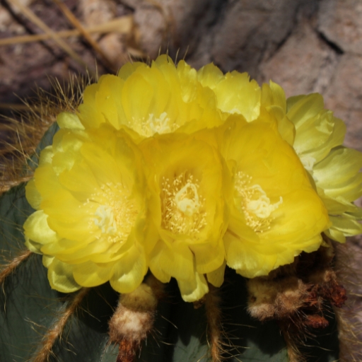 Notocactus Flower (Parodia spp. – flowering cactus genus)