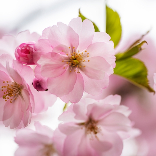 Ornamental Cherry Blossom (Prunus serrulata)