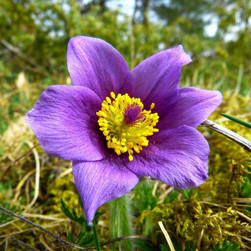 Pasque Flower (Pulsatilla vulgaris)