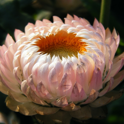 Strawflower (Xerochrysum bracteatum)
