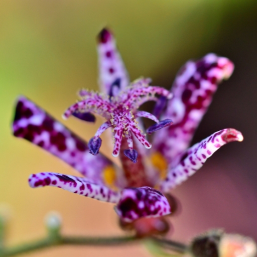 Toad Lily (Tricyrtis hirta)