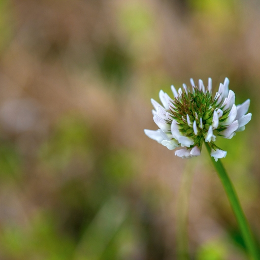 White Clover Flower (Trifolium repens)