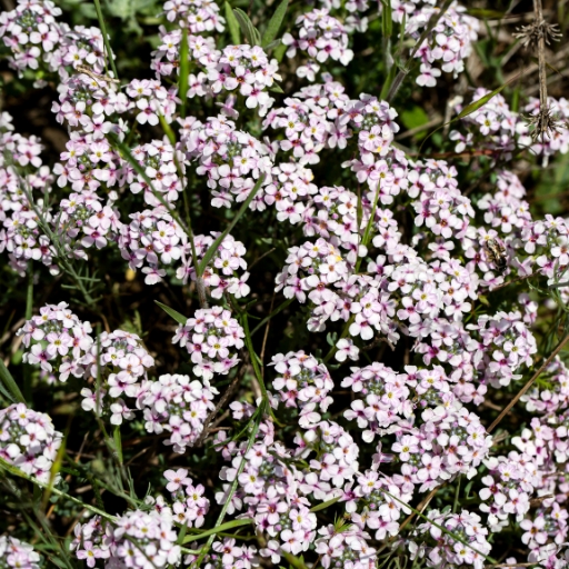 Aethionema (Stonecress)