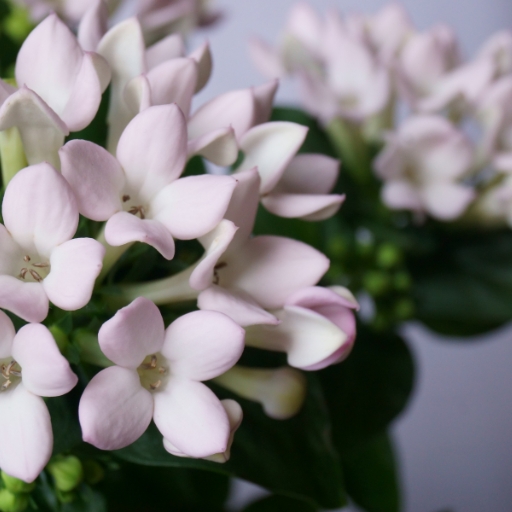 Bouvardia