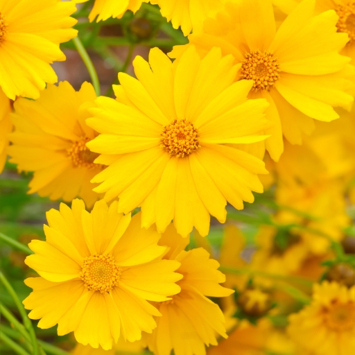 Coreopsis (Tickseed)