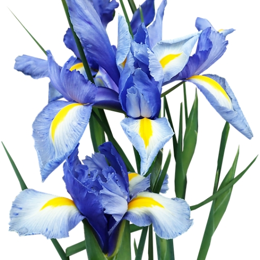 Dutch Iris (Iris × hollandica)