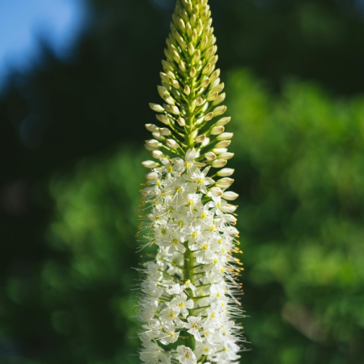 Eremurus (Eremurus spp. – Foxtail Lily)