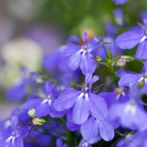 Lobelia (Lobelia erinus)